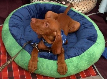 Green and Blue Dog Bed